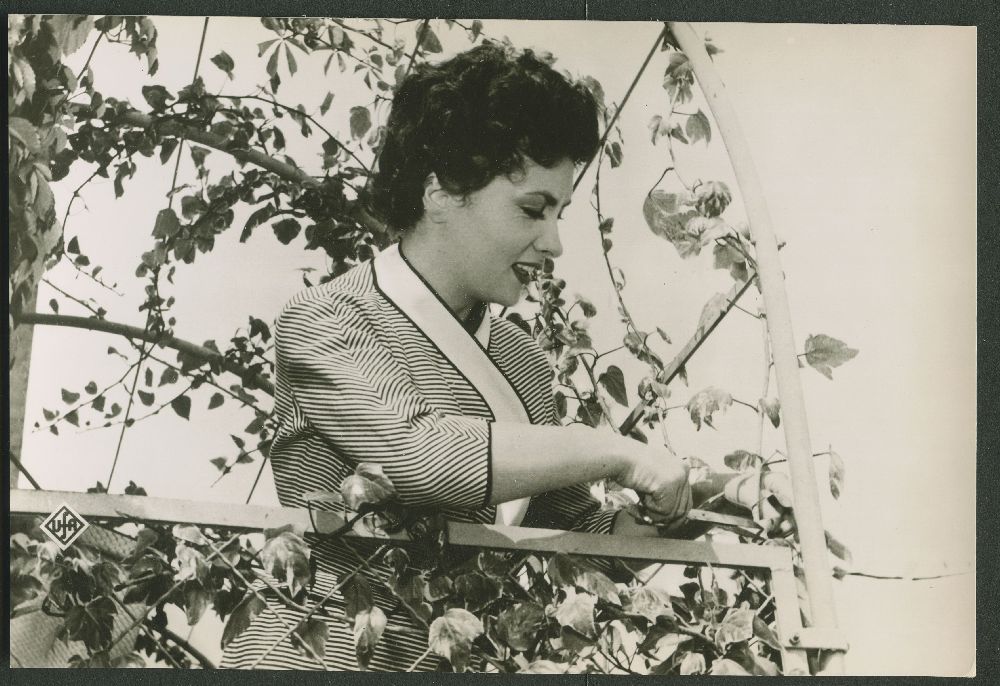 (image for) Gina Lollobrigida #0160